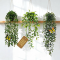 3 Pack Fake Plants with 6 Butterflies for Wall Home Room Office,Artificial Hangi